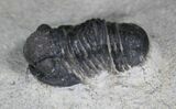 Bargain Gerastos Trilobite Fossil - Foum Zguid #22545-2